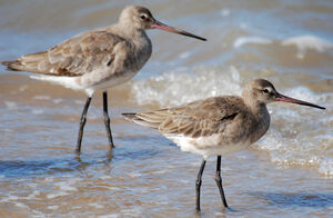 Black-tailed Godwit