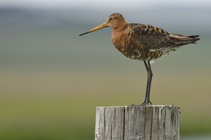 Black-tailed Godwit