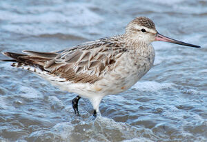 Bar-tailed Godwit 
&copy; Patrick Ingremeau