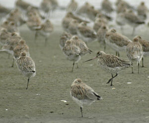 Bar-tailed Godwit