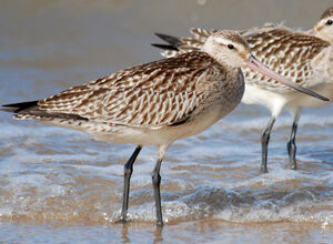 Bar-tailed Godwit