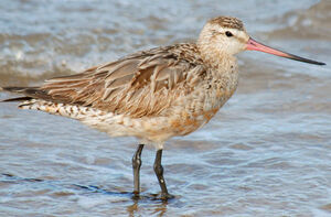 Bar-tailed Godwit 
&copy; Patrick Ingremeau