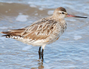 Bar-tailed Godwit