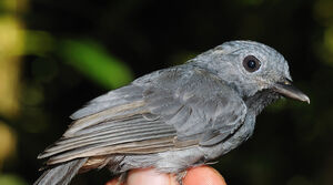 Dusky-throated Antshrike