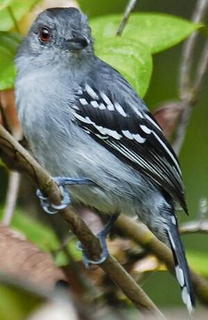 Amazonian Antshrike