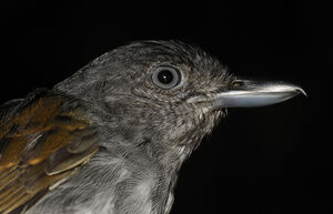 Mouse-colored Antshrike