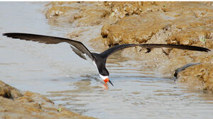 Black Skimmer
