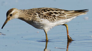 Sharp-tailed Sandpiper 
&copy; Patrick Ingremeau