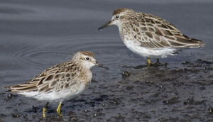 Sharp-tailed Sandpiper 
&copy; Patrick Ingremeau