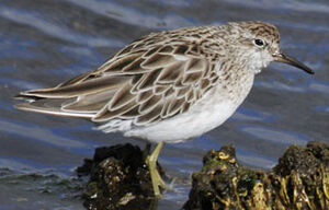 Sharp-tailed Sandpiper 
&copy; Patrick Ingremeau