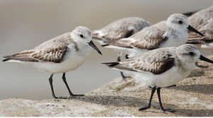 Sanderling