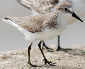 Semipalmated Sandpiper