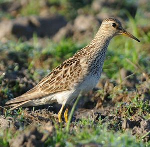 Pectoral Sandpiper 
&copy; Patrick Ingremeau