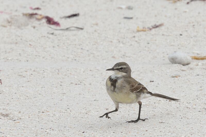 Cape Wagtail