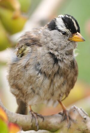 White-crowned Sparrow