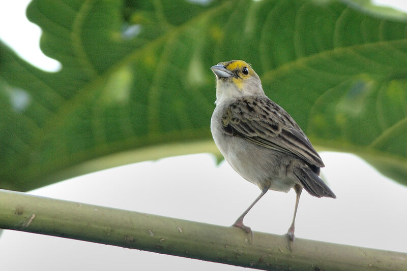 Yellow-browed Sparrowadult, identification