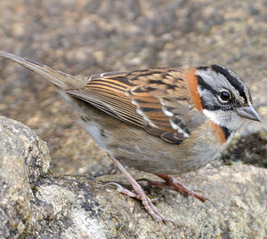 Rufous-collared Sparrow