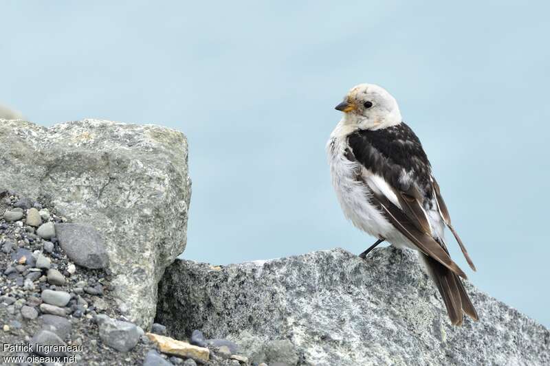 Snow Bunting male adult transition, moulting