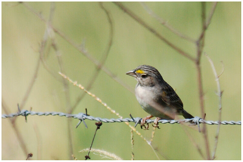 Grassland Sparrowadult