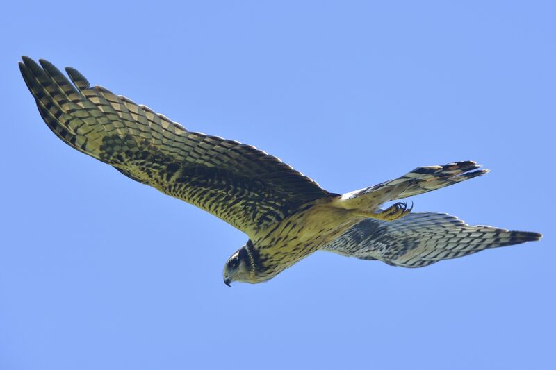 Long-winged Harrier female adult, Flight