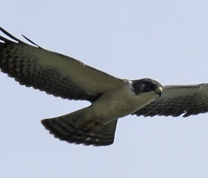 Short-tailed Hawk