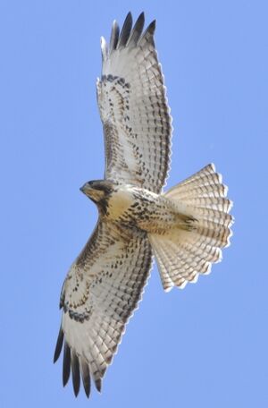 Red-tailed Hawk