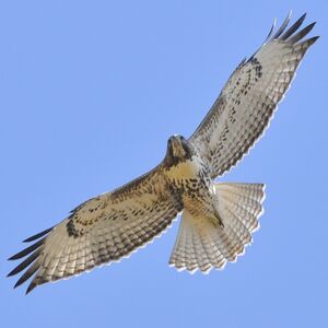 Red-tailed Hawk