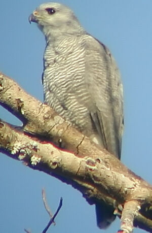 Grey Hawk