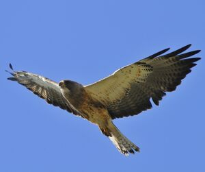 Buse de Swainson