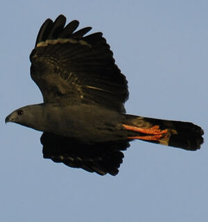Buse �chasse