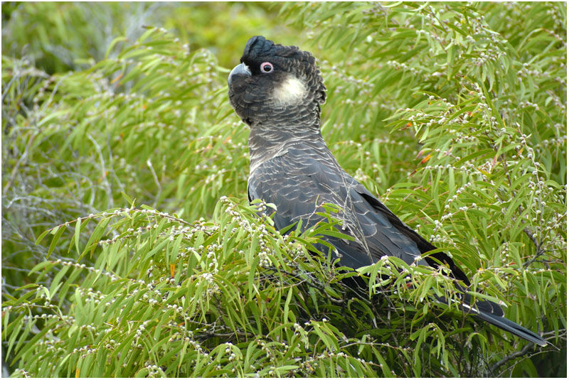 Carnaby's Black Cockatoo male adult