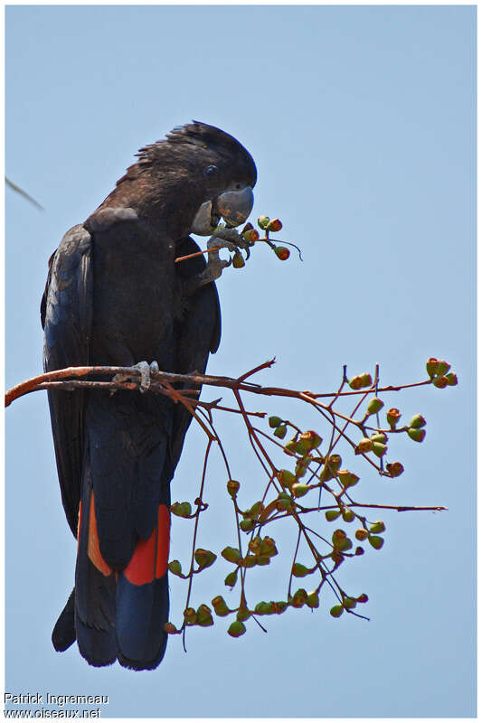 Red-tailed Black Cockatoo male adult, identification