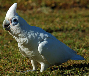 Cacatoès corella