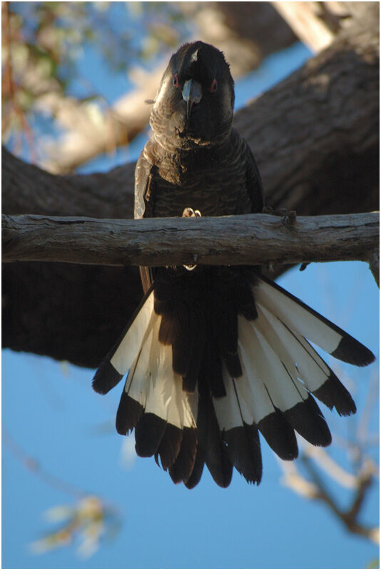 Baudin's Black Cockatoo male adult