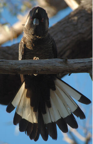 Long-billed Black Cockatoo