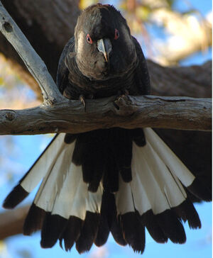 Long-billed Black Cockatoo