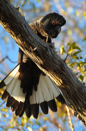 Long-billed Black Cockatoo