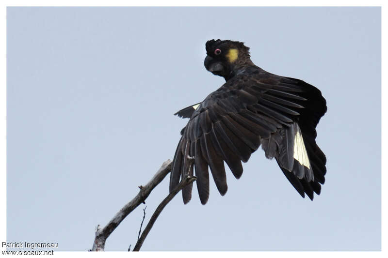 Yellow-tailed Black Cockatoo male adult, Flight