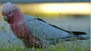 Galah