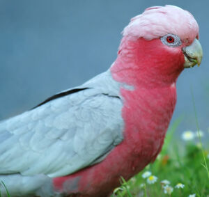 Galah