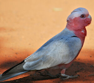 Galah