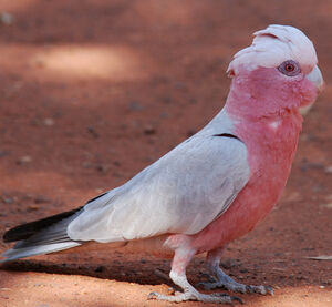 Galah