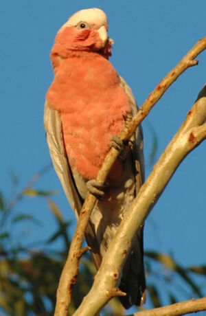 Galah