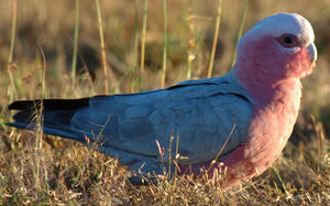 Galah
