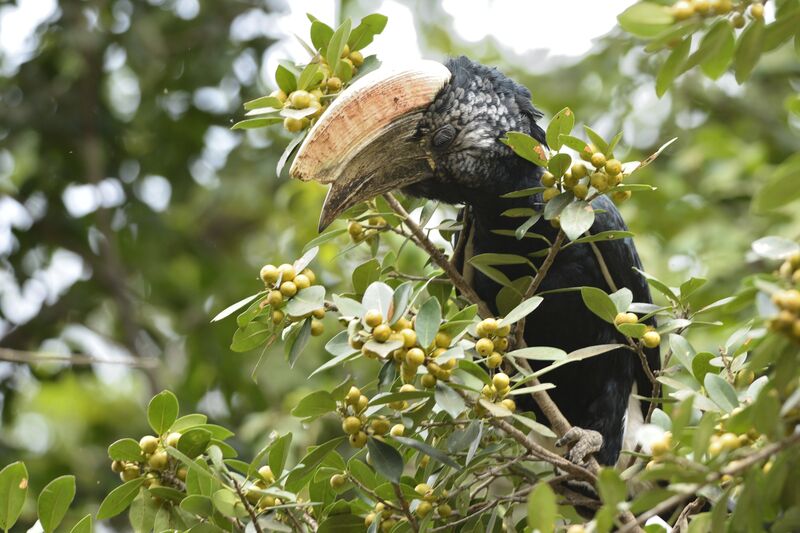 Silvery-cheeked Hornbill male adult, eats