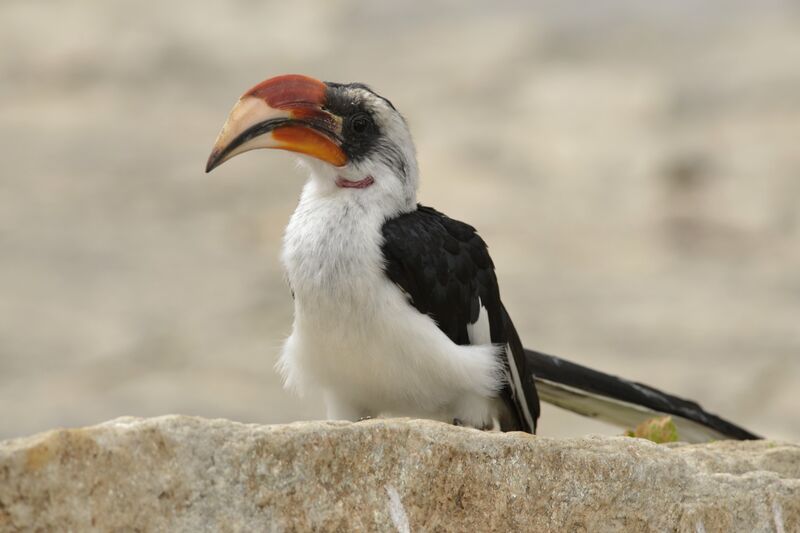 Von der Decken's Hornbill male adult