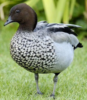 Canard � crini�re