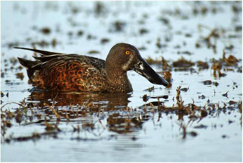 Canard bridé mâle adulte