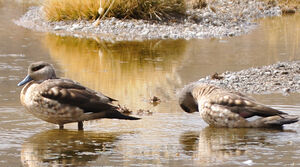 Canard hupp�