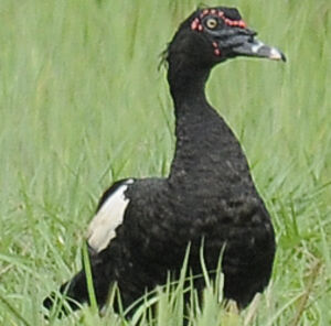 Canard musqu�